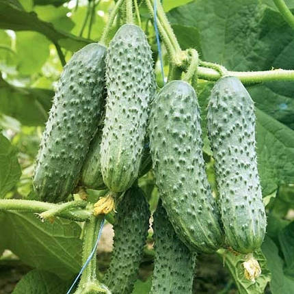 Насіння огірка Капрікорн F1 (Kaprikorn F1) Yuksel Seeds 250, фото 1