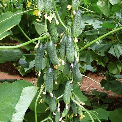 Насіння огірка Капрікорн F1 (Kaprikorn F1) Yuksel Seeds 250, фото 3