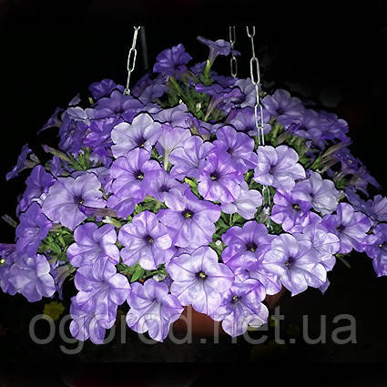 Вечірній Аромат (Evening Scentsation) ампельна петунія 5 шт Takii Seed