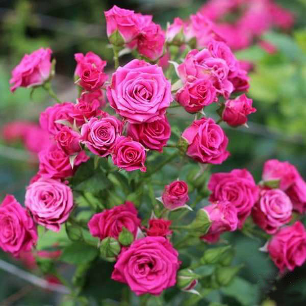 Роза Спрей Лавлі Лідія (Lovely Lydia), фото 1