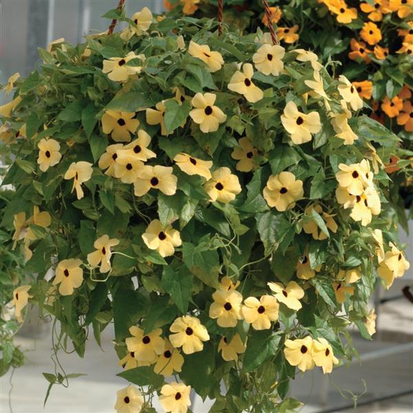 Тунбергія Susie 10 шт Pan American Yellow with Eye, фото 1