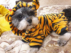 Тигровий костюм для тварин (розмір М) RESTEQ. Костюм тигра для собак. Костюм тигра для кота. Флісовий костюм для тварин, фото 2