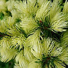 Саджанці Ялини канадської Дейзі Уайт (Picea glauca Daisy's White) 2-х річна С1.5, фото 5