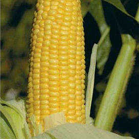 УОКЕР F1 (2500шт) — Кукуруза, Lark Seeds