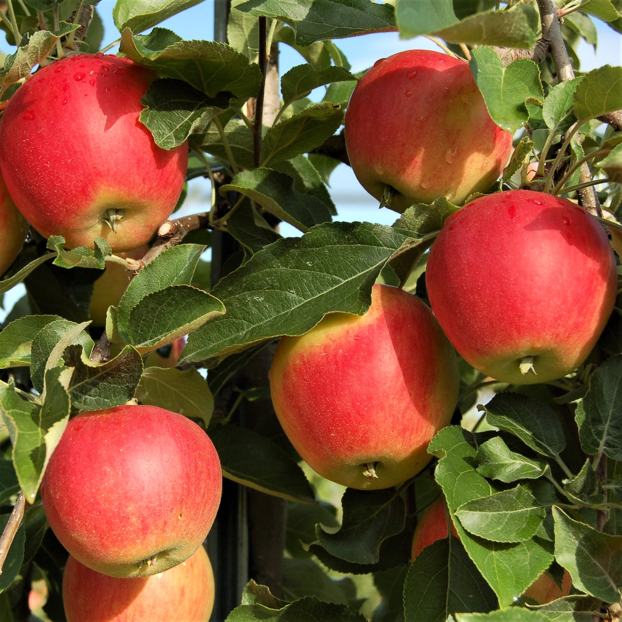 Саджанці Яблуні Джунами (Junami) - зимова, крупноплідна, зимостійка, фото 1