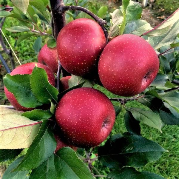 Саджанці Яблуні Ред Мун (Red Moon) - осіння, червоном'яса, урожайна, фото 1