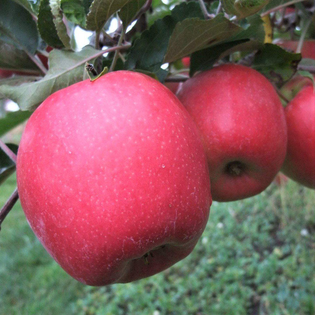 Саджанці Яблуні Розі Глоу (Rosy Glow) - зимова, урожайна, зимостійка, фото 1