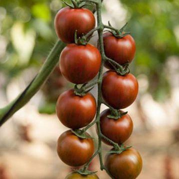 Насіння томату Тайгер F1 (Taiger F1) Yuksel Seeds 100
