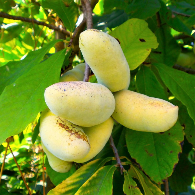 Саджанці Азіміни трехлопостная Мітчелл (бананове дерево) - двуполая, морозостійка, крупноплідна P9 (ПКС)