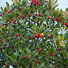 Саджанці Кудрании Бургундія - полуничне дерево (Cornus Burgundia) - дводомна, морозостійка, крупноплідна Р9, фото 2