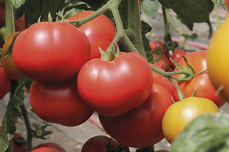 Насіння томату Капонет F1 (Caponet F1) Syngenta 500, фото 1