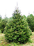 Picea abies Petra C-5, фото 4