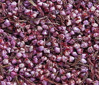 Вереск цвет 350 гр/кг Житомирская область  Свежий урожай