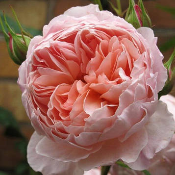 Саджанці англійської троянди Вільям Морріс (Rose William Morris)