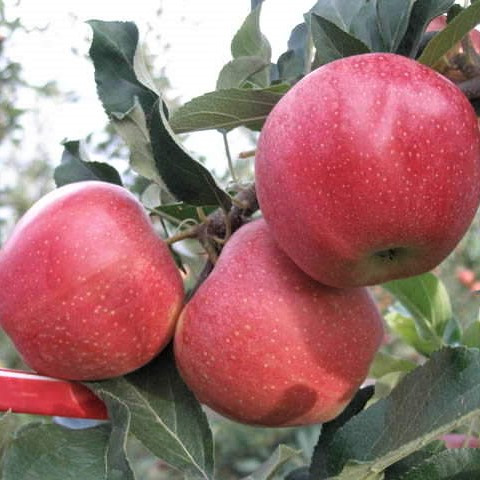 Саджанці Яблуні Саммер Ред (Red Summer) - літня, урожайна, стійка