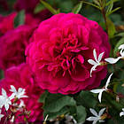 Саджанці штамбової троянди Сер Джон Бетджемен (Rose Sir John Betjeman), фото 2
