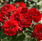Саджанці штамбової троянди Сатчмо (Rose Satchmo), фото 2