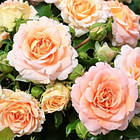 Саджанці штамбової троянди Консерто 94 (Rose Concerto 94), фото 3