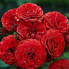 Саджанці штамбової троянди Кордула (Rose Cordula), фото 3