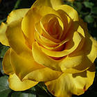 Саджанці штамбової троянди Керио (Rose Kerio), фото 2