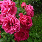 Саджанці штамбової троянди Супер Дороті (Super Dorothy), фото 2
