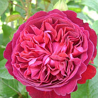 Саженцы штамбовой розы Вильям Шекспир 2000 (Rose William Shakespeare 2000)