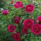 Саджанці штамбової троянди Вільям Шекспір 2000 (Rose William Shakespeare 2000), фото 2