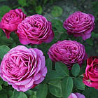 Саджанці штамбової троянди Клод Брассер (Claude Brasseur), фото 3