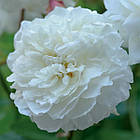 Саджанці штамбової троянди Сьюзен Вільямс - Елліс (Rose Susan Williams-Ellis), фото 2