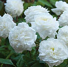 Саджанці штамбової троянди Сьюзен Вільямс - Елліс (Rose Susan Williams-Ellis), фото 3