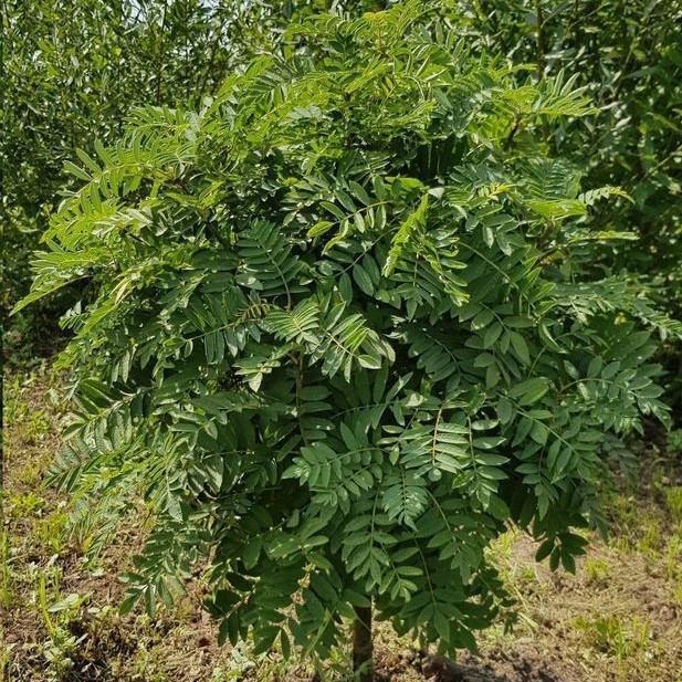 Купить Саженцы Рябины обыкновенной на штамбе Глобозум (Sorbus aucuparia ...