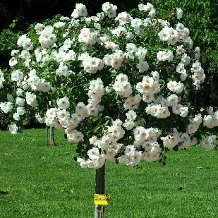 Саджанці штамбової троянди Сьюзен Вільямс - Елліс (Rose Susan Williams-Ellis)