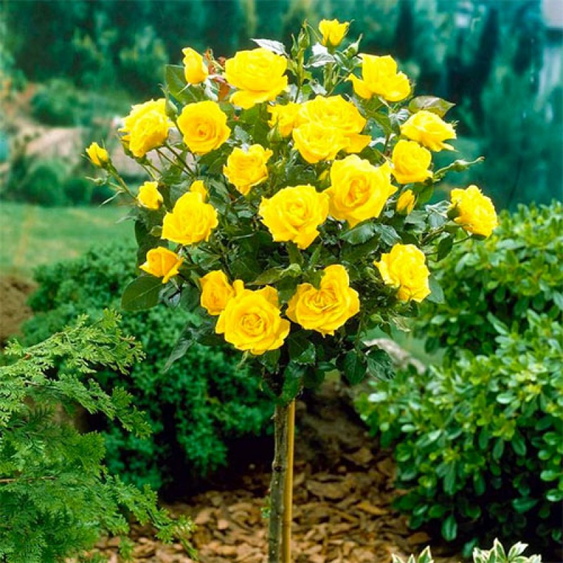 Саженцы штамбовой розы Керио (Rose Kerio) - фото 1 - id-p1546941221