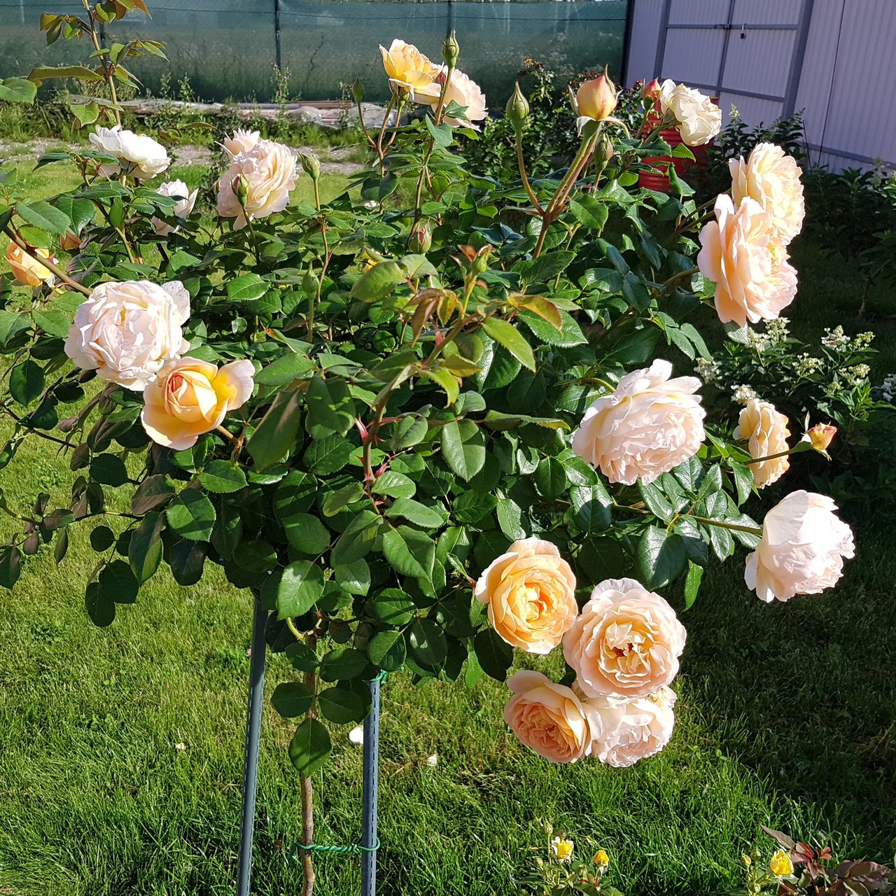 Саджанці штамбової троянди Абрахам Дарбі (Rose Abraham Darby)