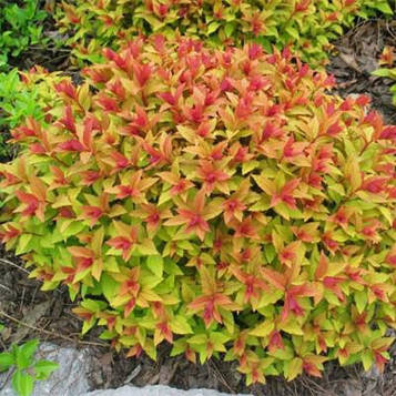 Саджанці Спіреї японська Файерлайт (Spiraea japonica Firelight)