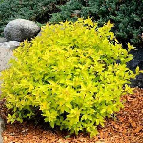 Саджанці спірея японська Голдмаунд, фото 1