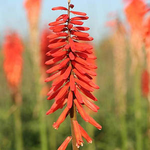 Кніфофія 'Red Rocket'®. Контейнер 1 л