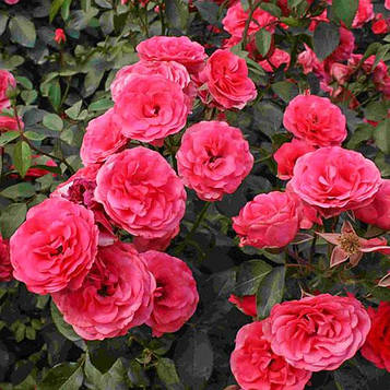 Саджанці плетистої троянди Антик (Rose Antik)