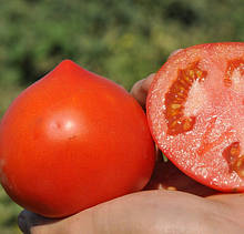 КАСТА (СУПЕРНОВА) F1 — насіння томату, CLAUSE 1000 насіння