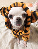 Костюм тигра для тварин (розмір L) RESTEQ. Тигровий костюм для собаки. Костюм для кішки. Флісовий костюм для тварин, фото 5