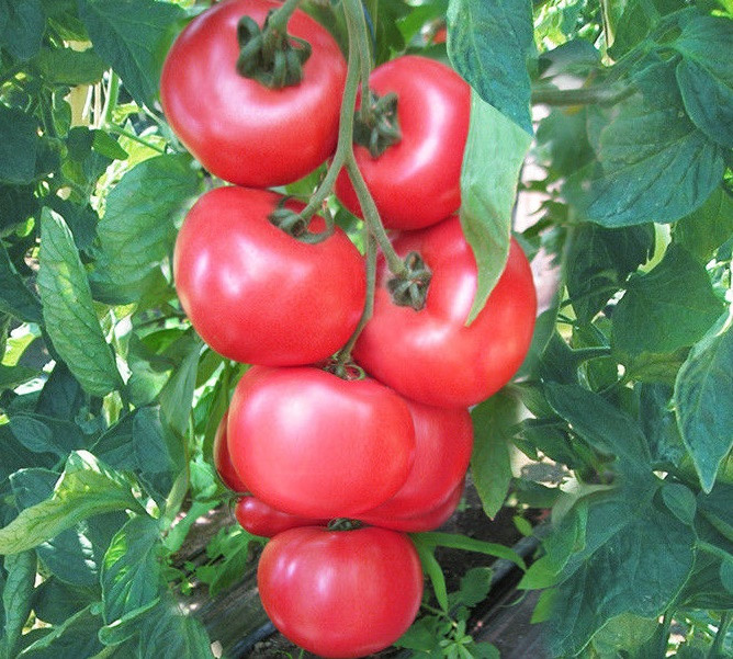 ХАННІ МУН F1 — насіння томата, CLAUSE 250 насіння
