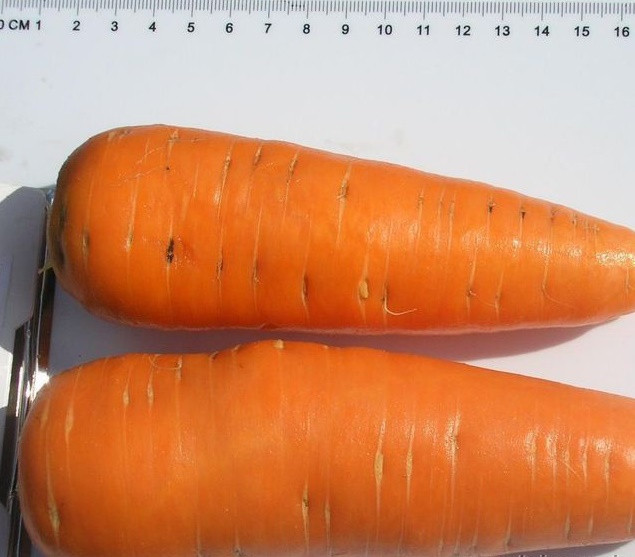 ШАНТАНЕ - семена моркови, CLAUSE 500 грамм  в интернет магазине .