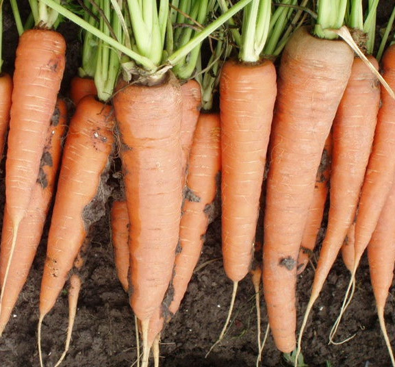 СКАРЛА - насіння моркви, CLAUSE 500 грам