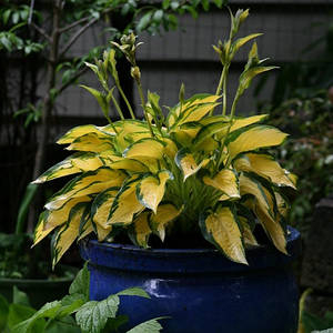 Хоста 'Orange Marmelade', Контейнер 3 л