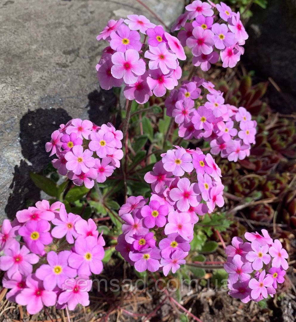 Проломник Молодиловидний ( саджанці р9)