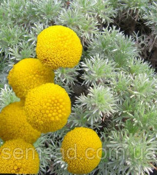 Котула Хіспіда \ Cotula hispida ( саджанці р9 )