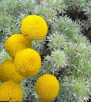 Котула Хіспіда \ Cotula hispida ( саджанці р9 ), фото 1
