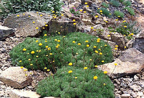 Котула Хіспіда \ Cotula hispida ( саджанці р9 ), фото 3