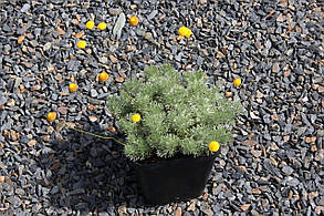 Котула Хіспіда \ Cotula hispida ( саджанці р9 ), фото 4