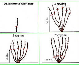 Клематис 'Протей' Proteus, фото 3